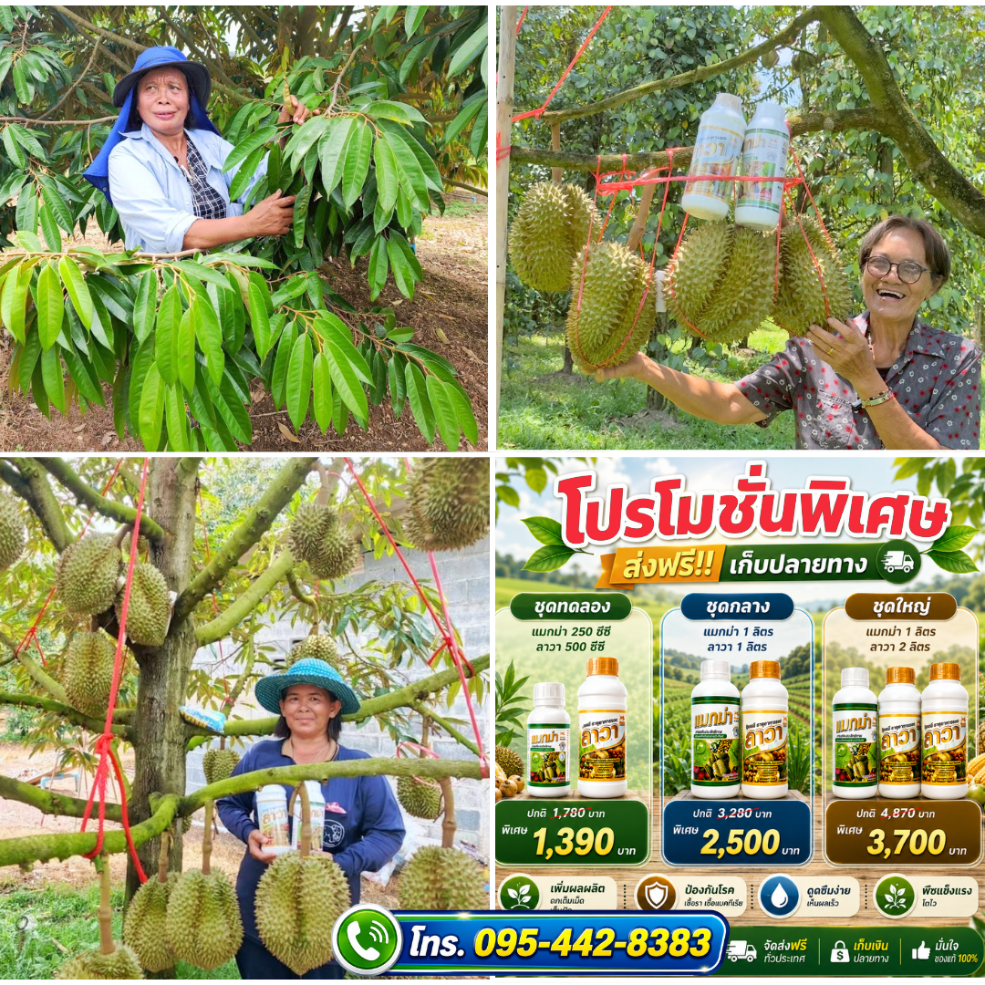 แมกม่าและปุ๋ยน้ำลาวา เพื่อเกษตร 095-442 8383 Facebook ad: เจอกับปัญหา เพลี้ย แมลง ยอดก้านธูปใช่ไหม? เรามีทางออก