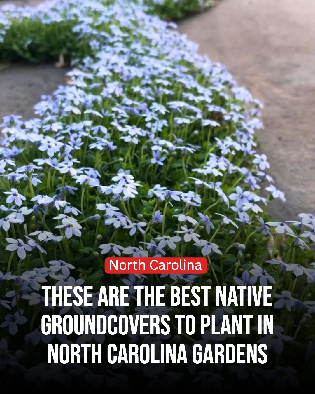 North Carolina Gardener Facebook ad: The 10 Best Native Groundcovers To Plant In North Carolina…