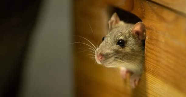 Paffy's Pest Control Facebook ad