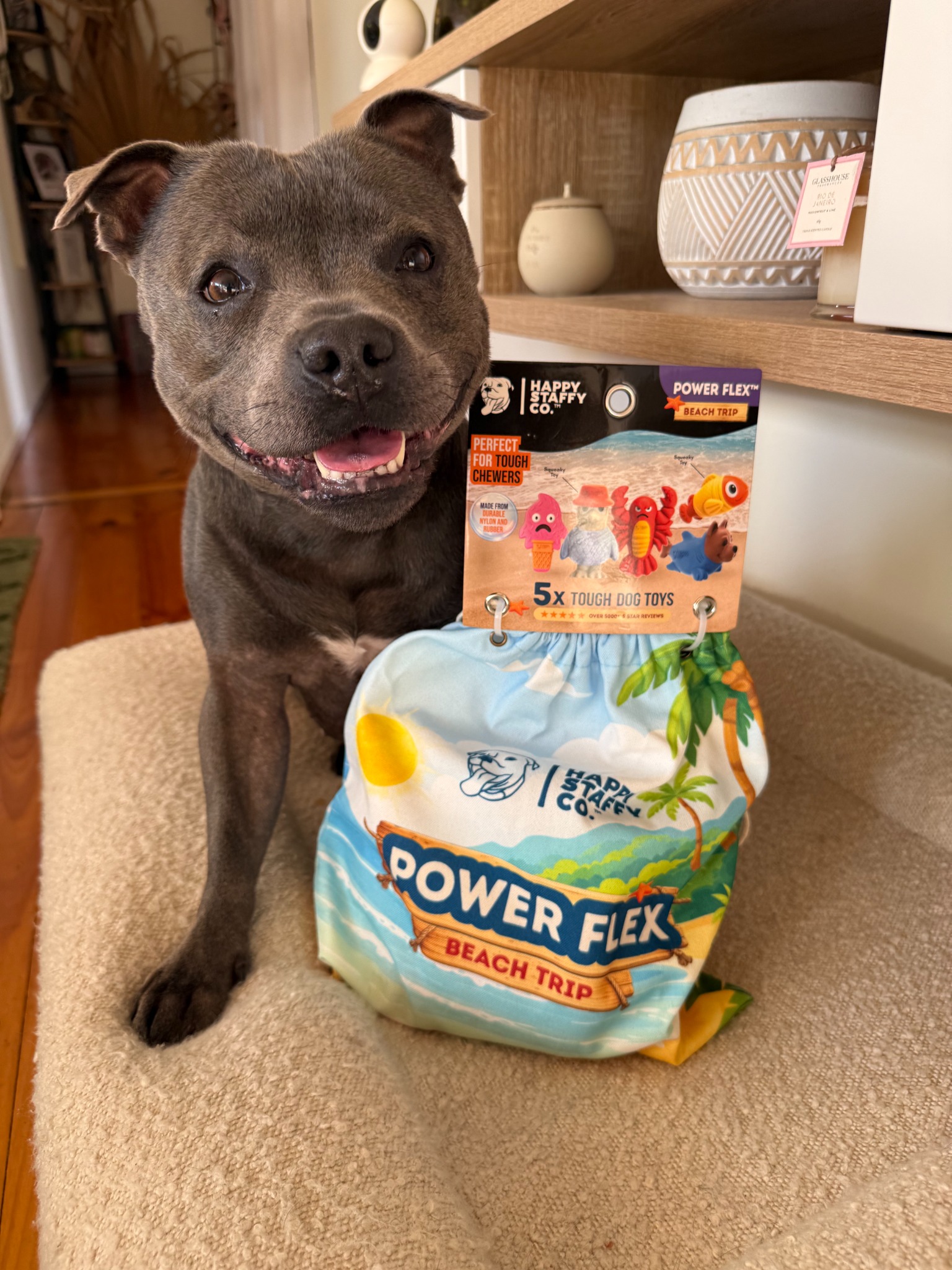Nylah the blue Staffy  Facebook ad