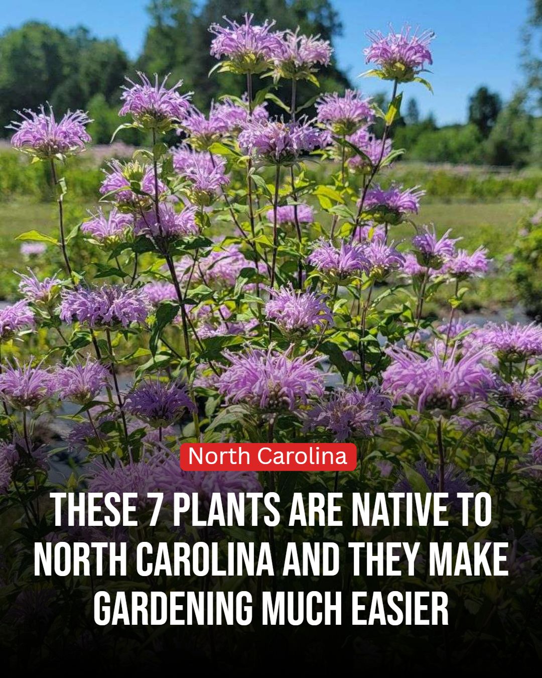 North Carolina Gardener Facebook ad: 7 Native North Carolina Plants That Make Gardening Much…