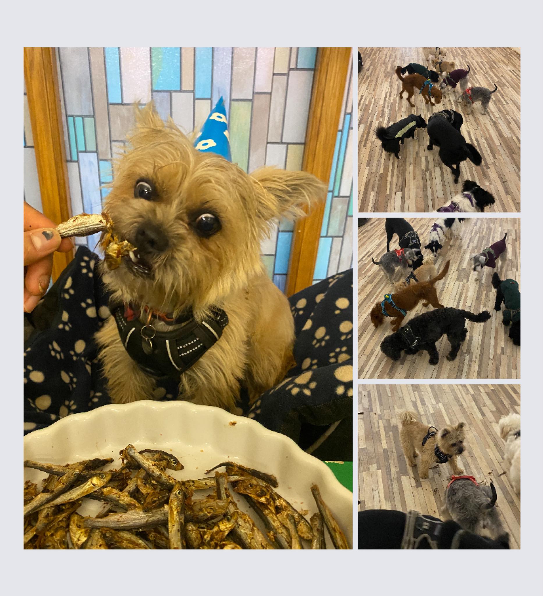 The Fairy Tails Dog Day School & Training centre Facebook ad: Dog Boarding School