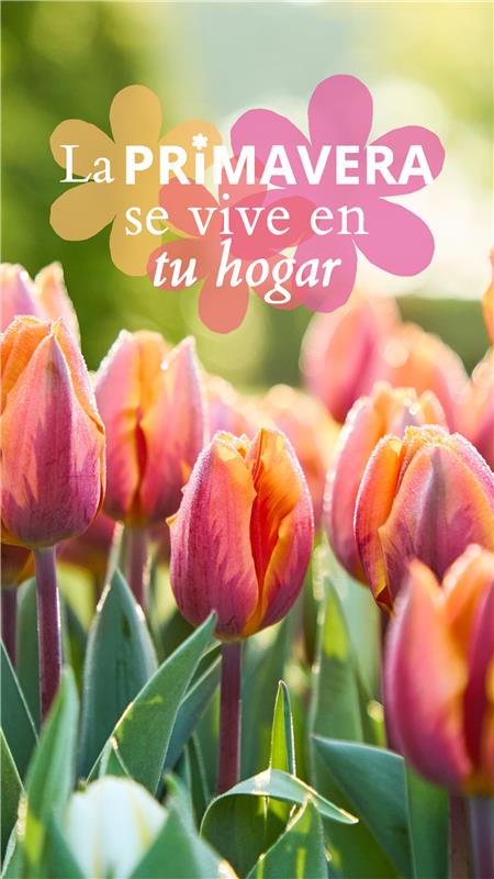 Verdecora Facebook ad