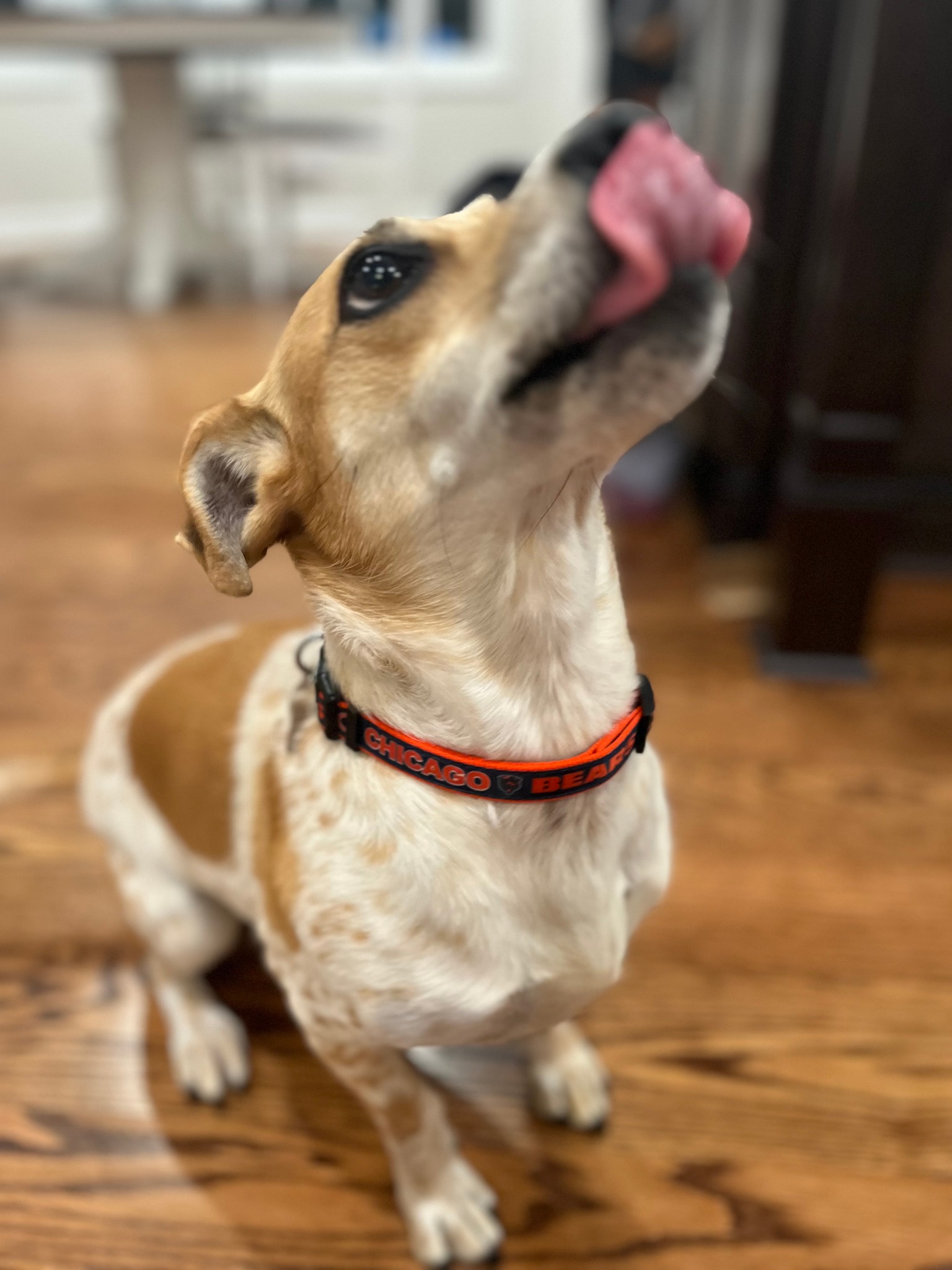 AthleticPets.com Facebook ad: Team Gear for Dogs & Cats