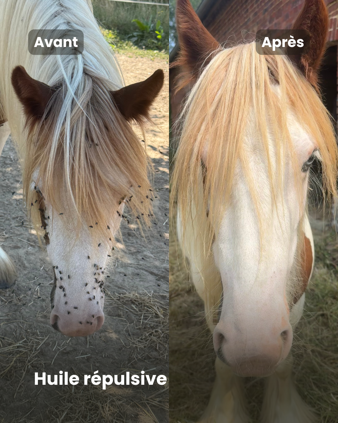 Cura naturale Facebook ad: Huile répulsive cheval - Note 4,9/5