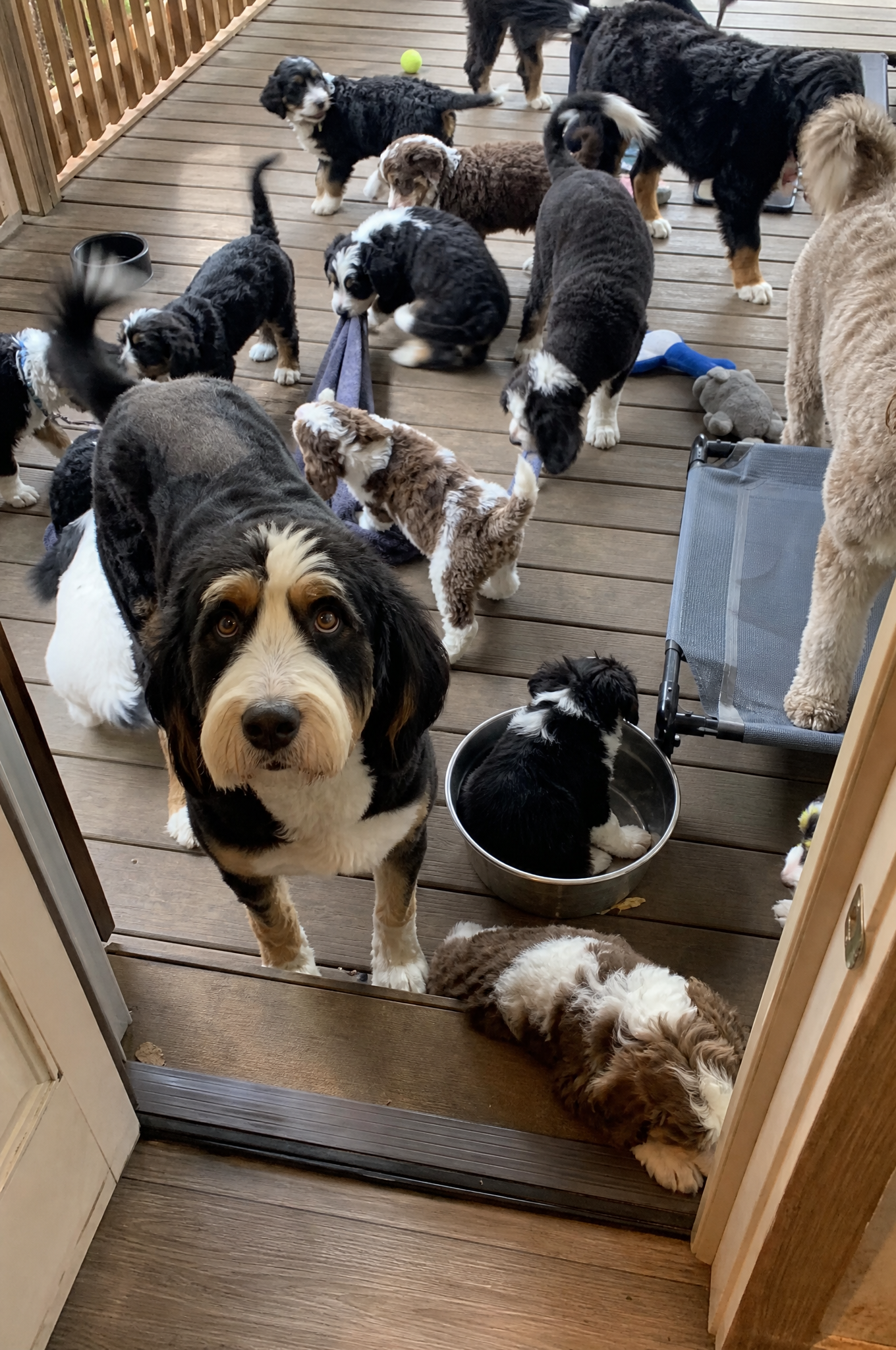 Dog Training Tips & Support Facebook ad
