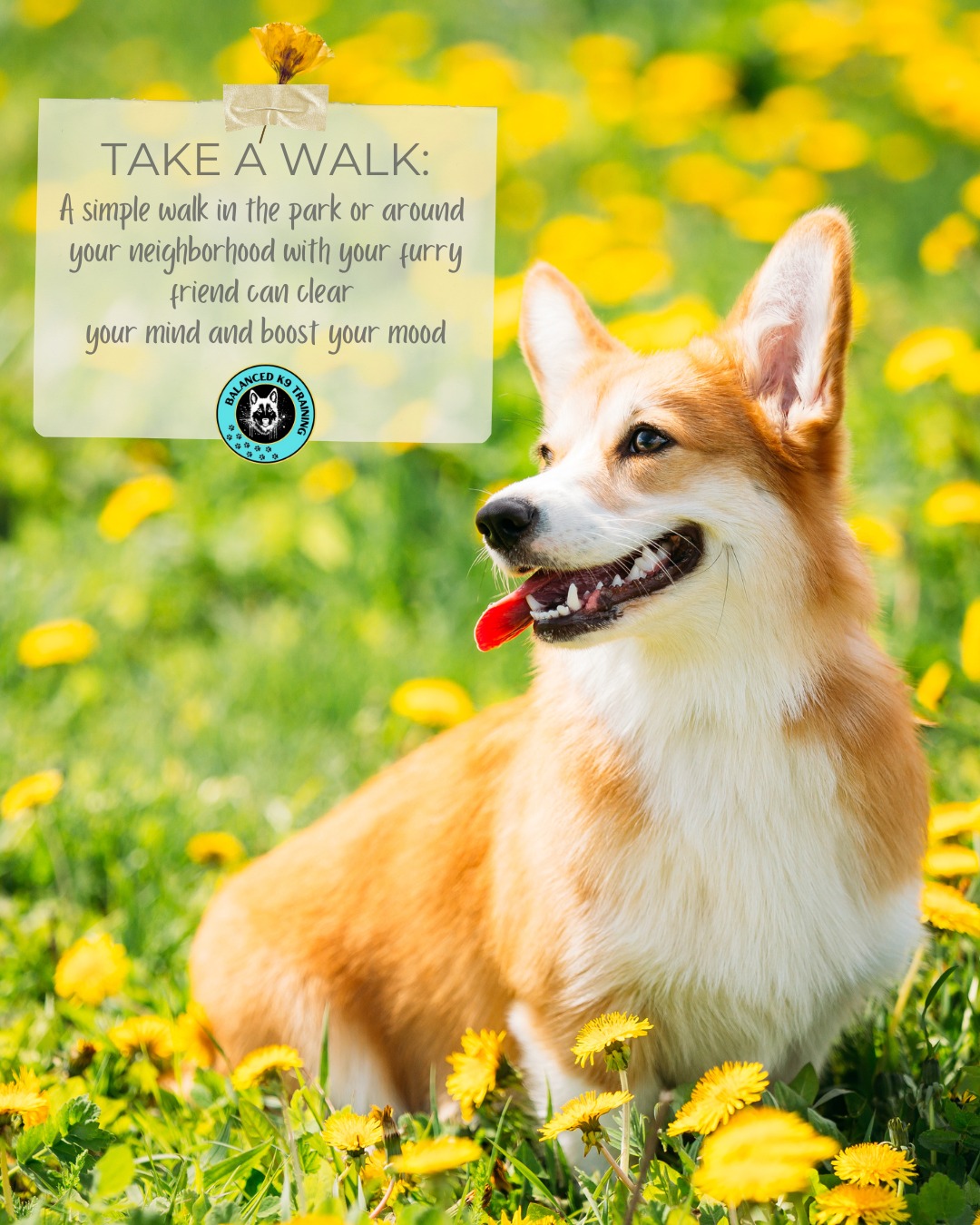 Balanced K9 Training Facebook ad: Professional Dog Training.