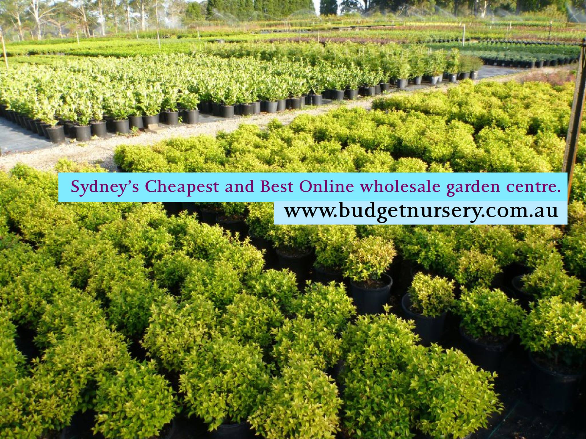 Budget Nursery Facebook ad: www.budgetnursery.com.au