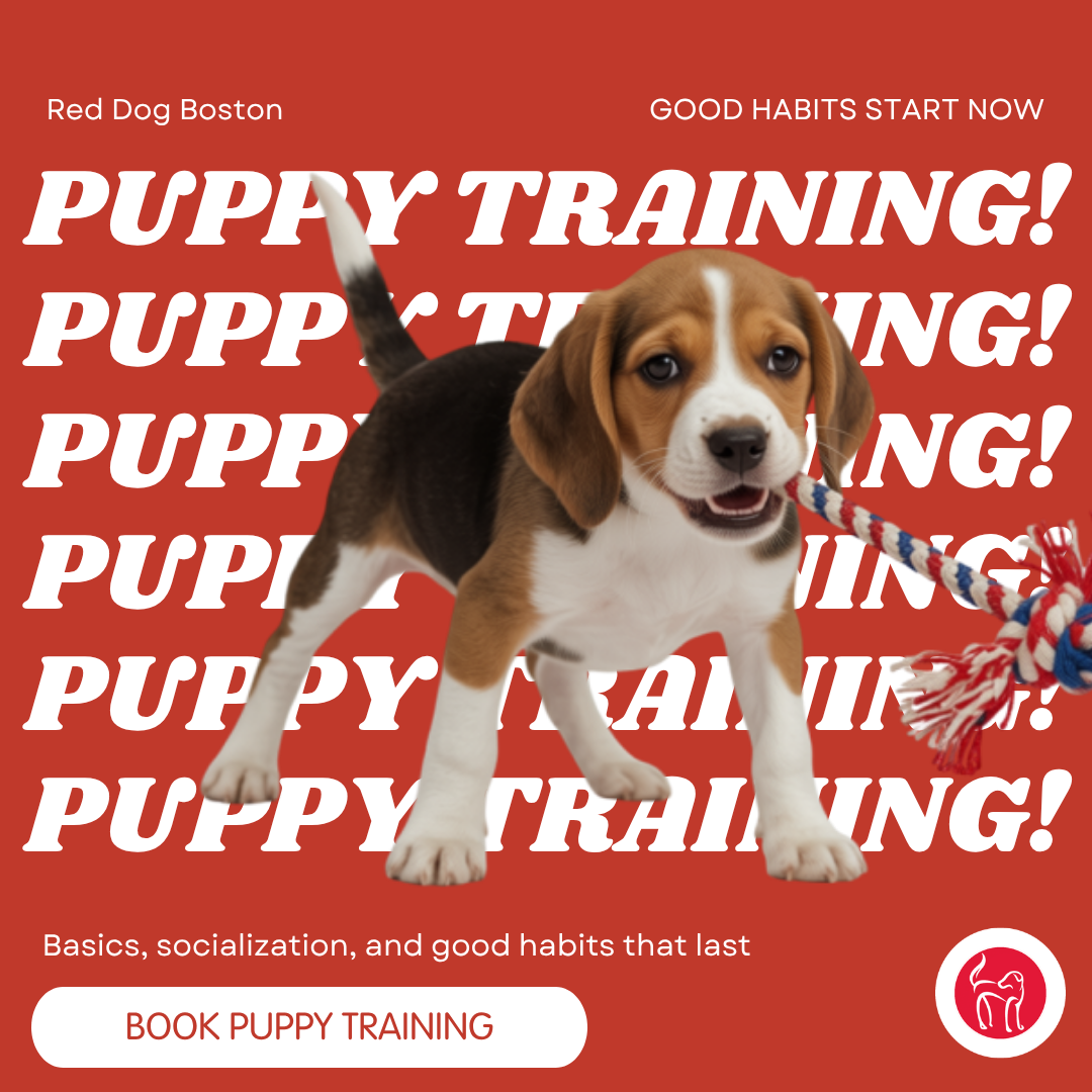 Red Dog Pet Resort & Spa Facebook ad: Puppy Training in Boston!
