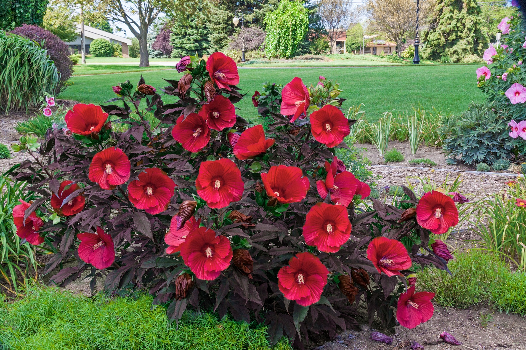 Spring Hill Nurseries Facebook ad: Midnight Hibiscus: Giant Red Blooms. Low Maintenance.