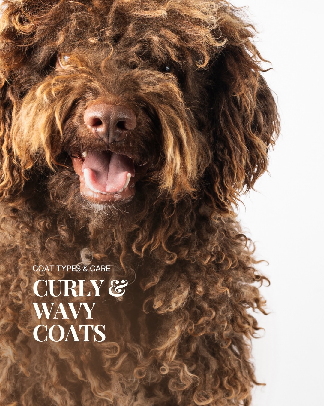 Barkin & Meowson Facebook ad: If you have a curly or wavy coated…