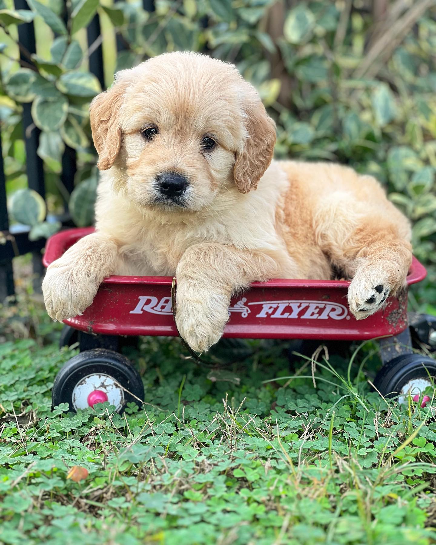 Smeraglia's Teddy Bear Goldendoodles & Schnoodles Facebook ad