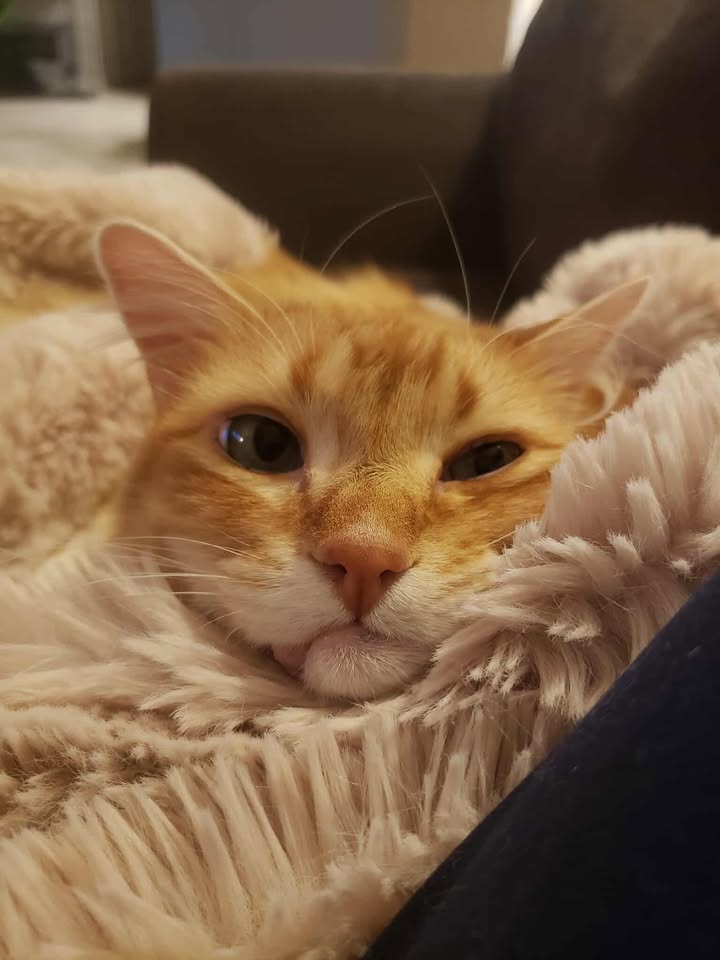 NHV Natural Pet Products Facebook ad: Brave Tigger has been through so much …