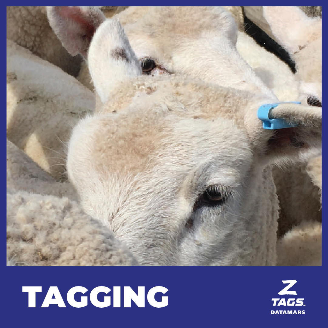 Datamars Livestock AU Facebook ad: See how it all connects.