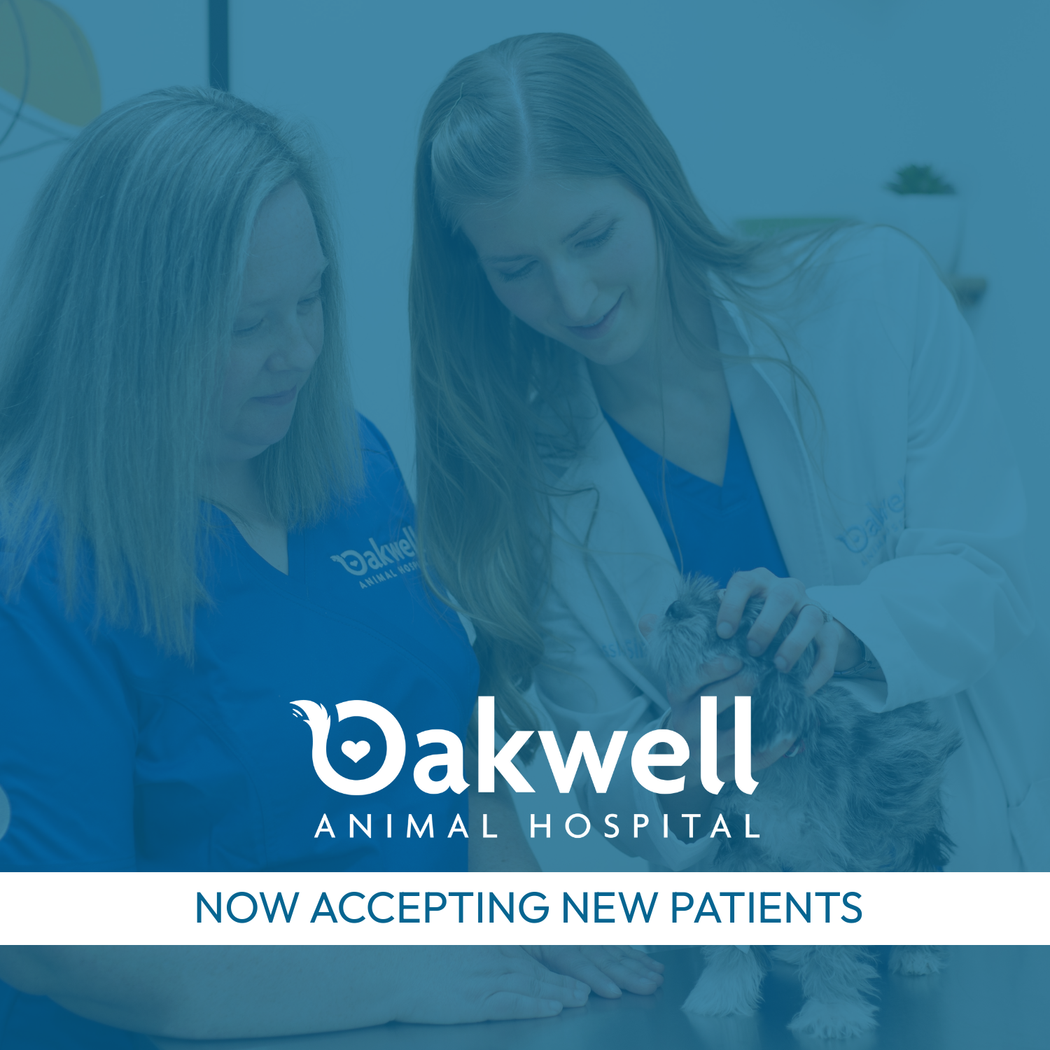 Oakwell Animal Hospital Facebook ad from Jan 29, 2026