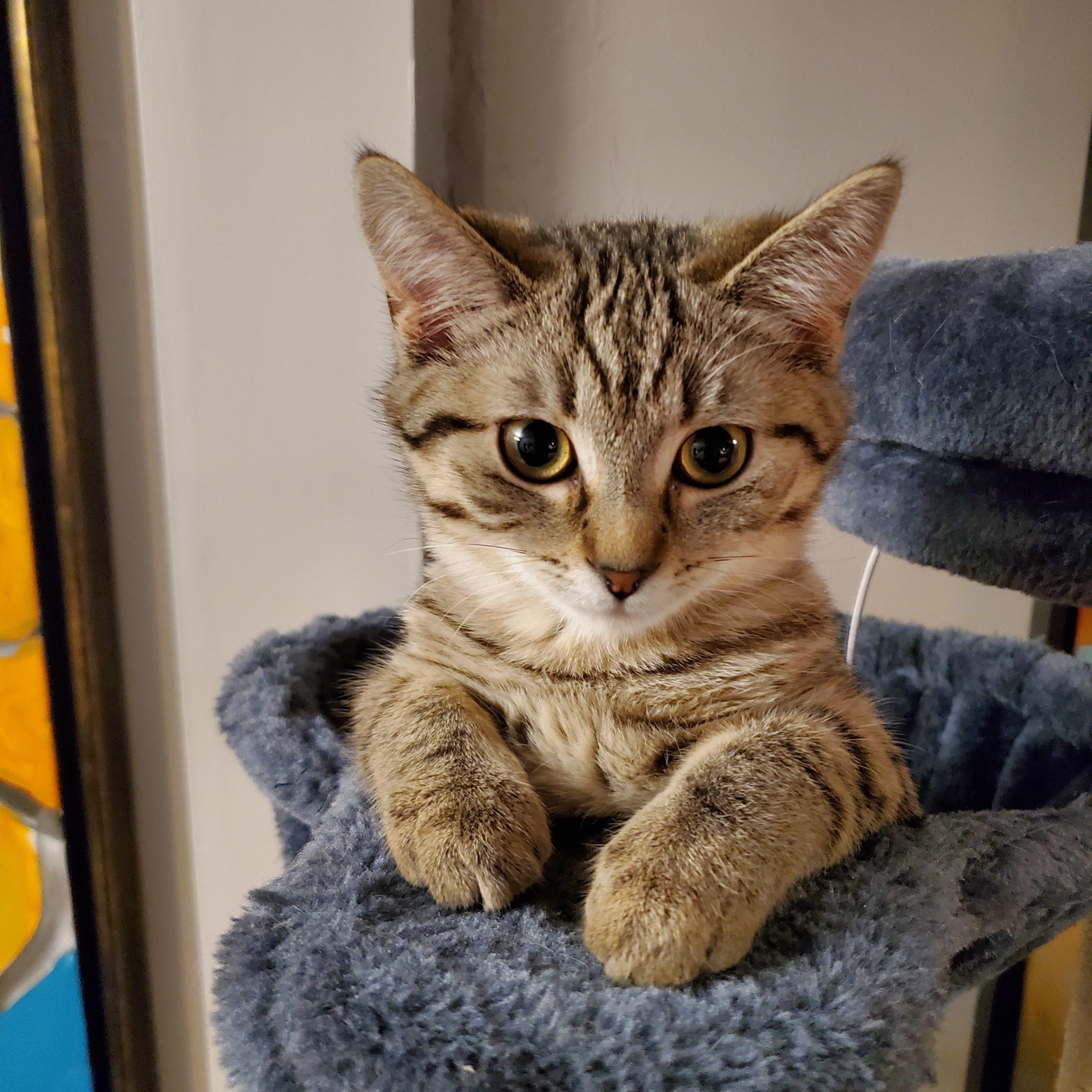 Cat Stories Facebook ad