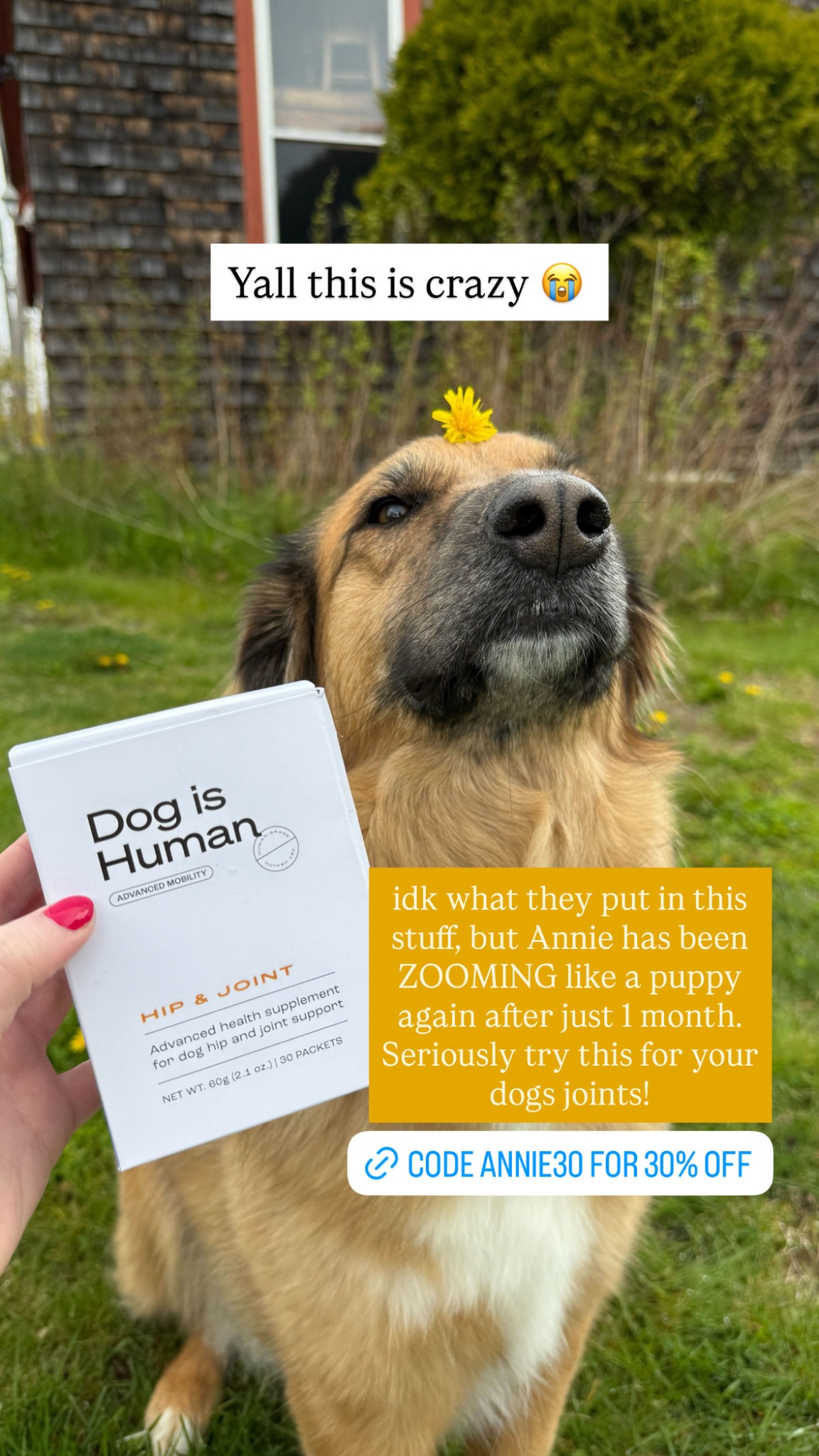 Dog is Human Facebook ad