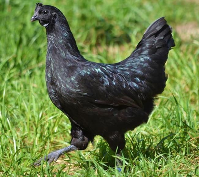 Potter’s Poultry Ranch Facebook ad: Hello Poultry Pals!