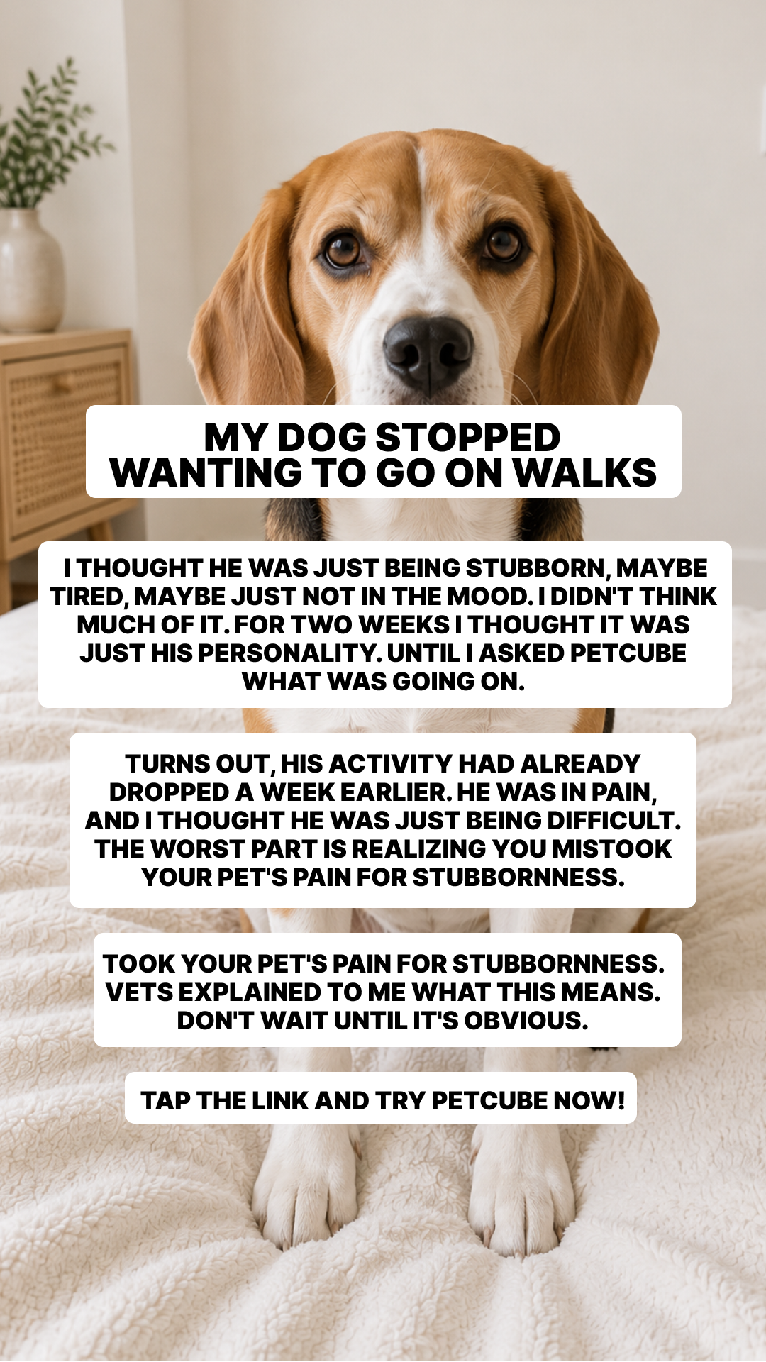 Petcube Facebook ad