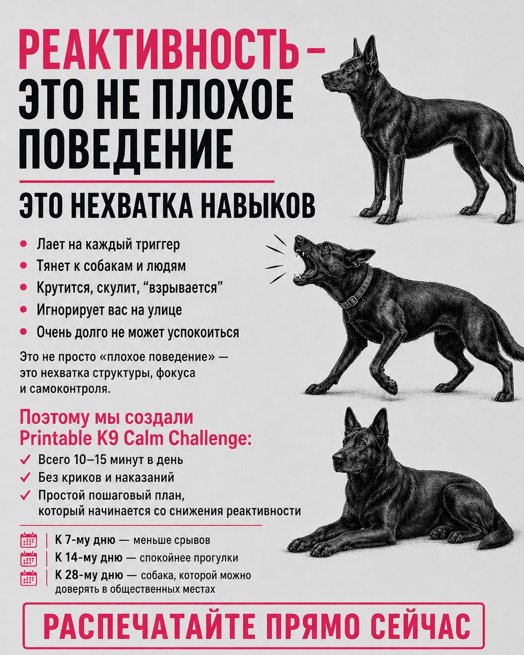 Reactive Dogs Club Facebook ad