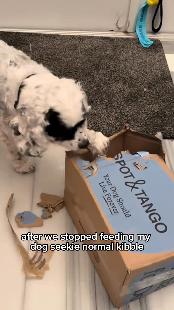 Spot and Tango Facebook ad: UnKibble, Try for 50% Off Today