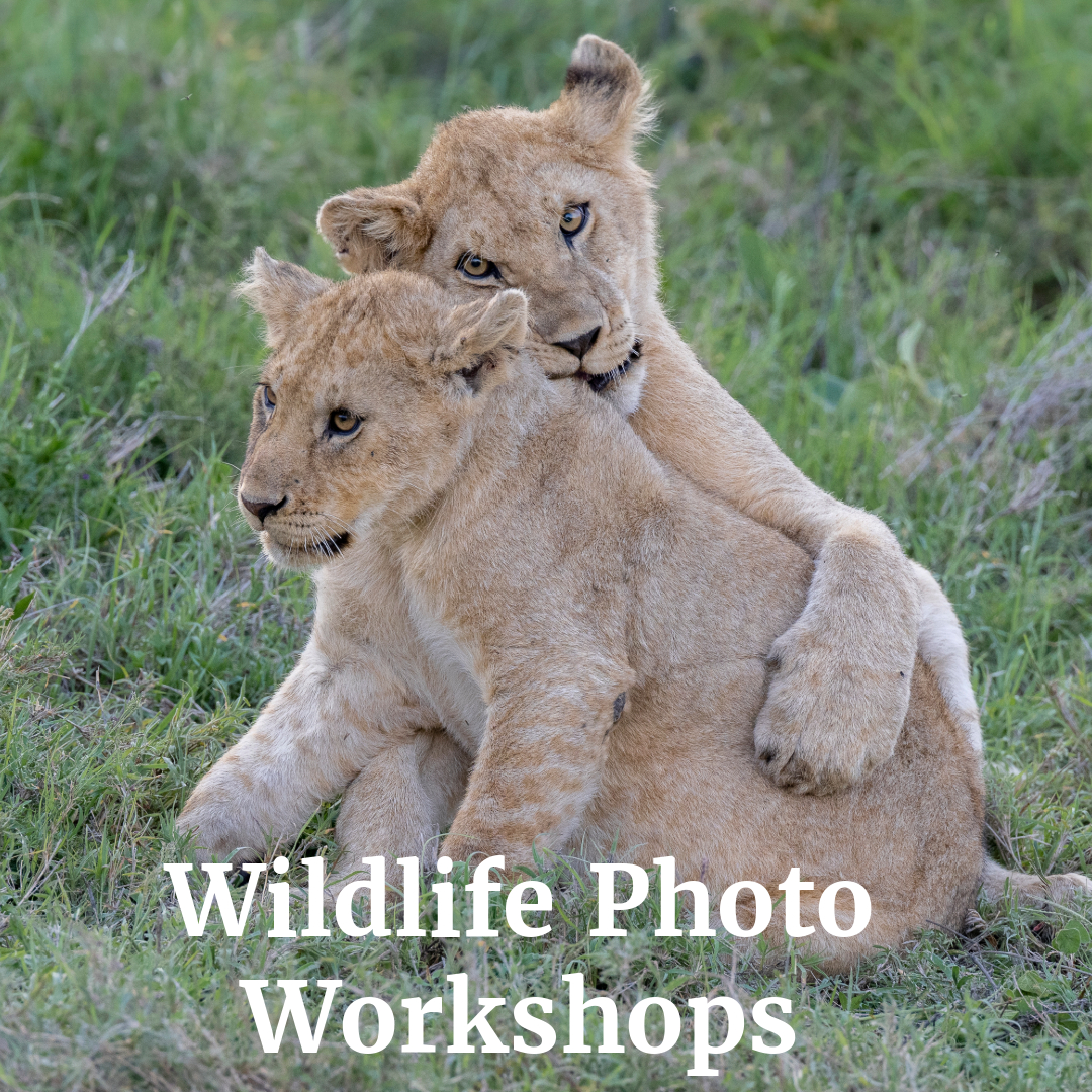 Akari Photo Tours Facebook ad: Wildlife Photography Adventures