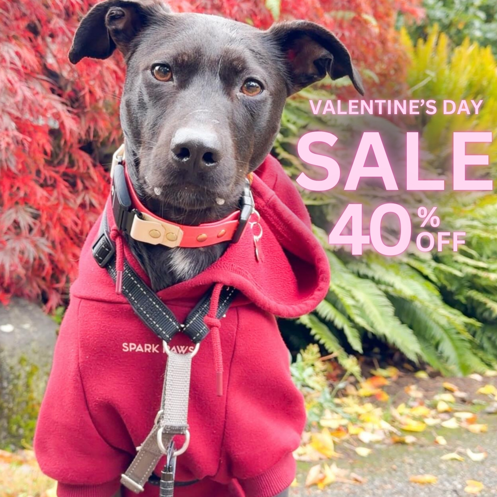 Spark Paws Facebook ad