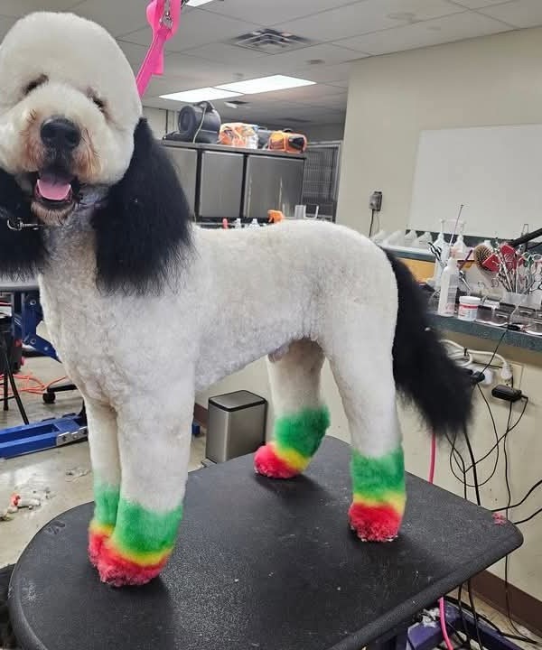 The Mosaic Dog Facebook ad: We are professional pet groomers with 18+ years…