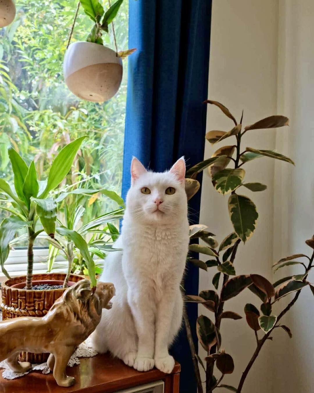 The Mini Kitty Commune Facebook ad: Ready for adoption is Kiki