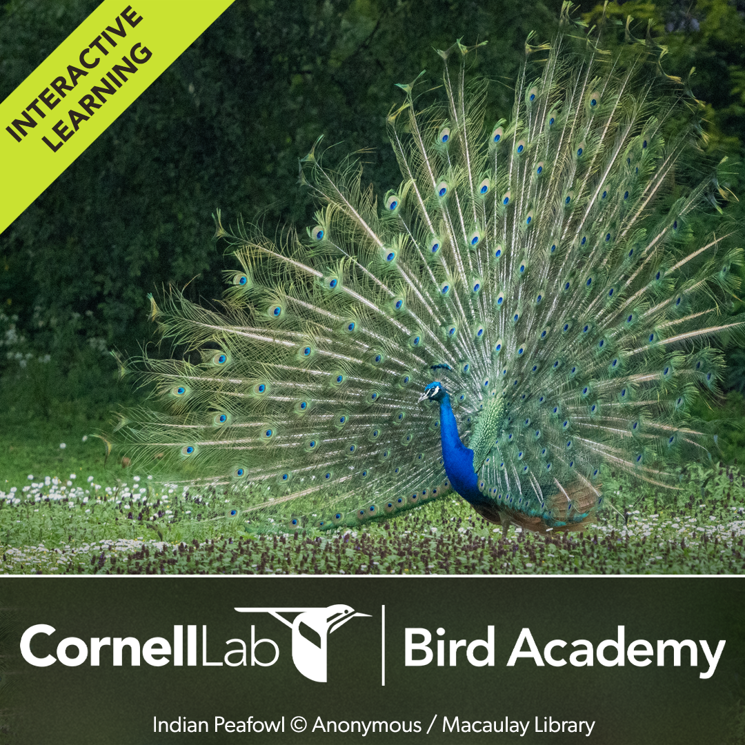 Cornell Lab of Ornithology Facebook ad: About Fancy Male Birds