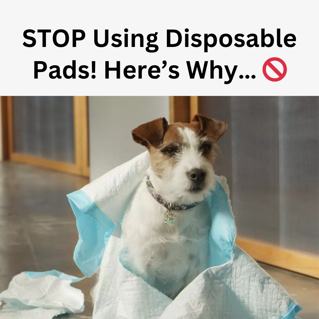 Potty Buddy Facebook ad