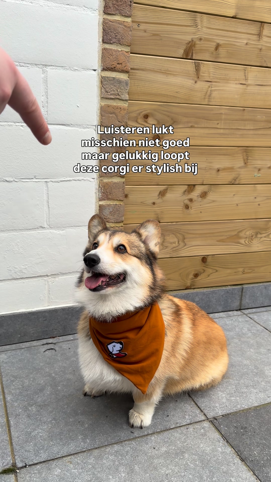 Duuf.be Facebook ad: Je hond verdient een leuk accessoire, toch?