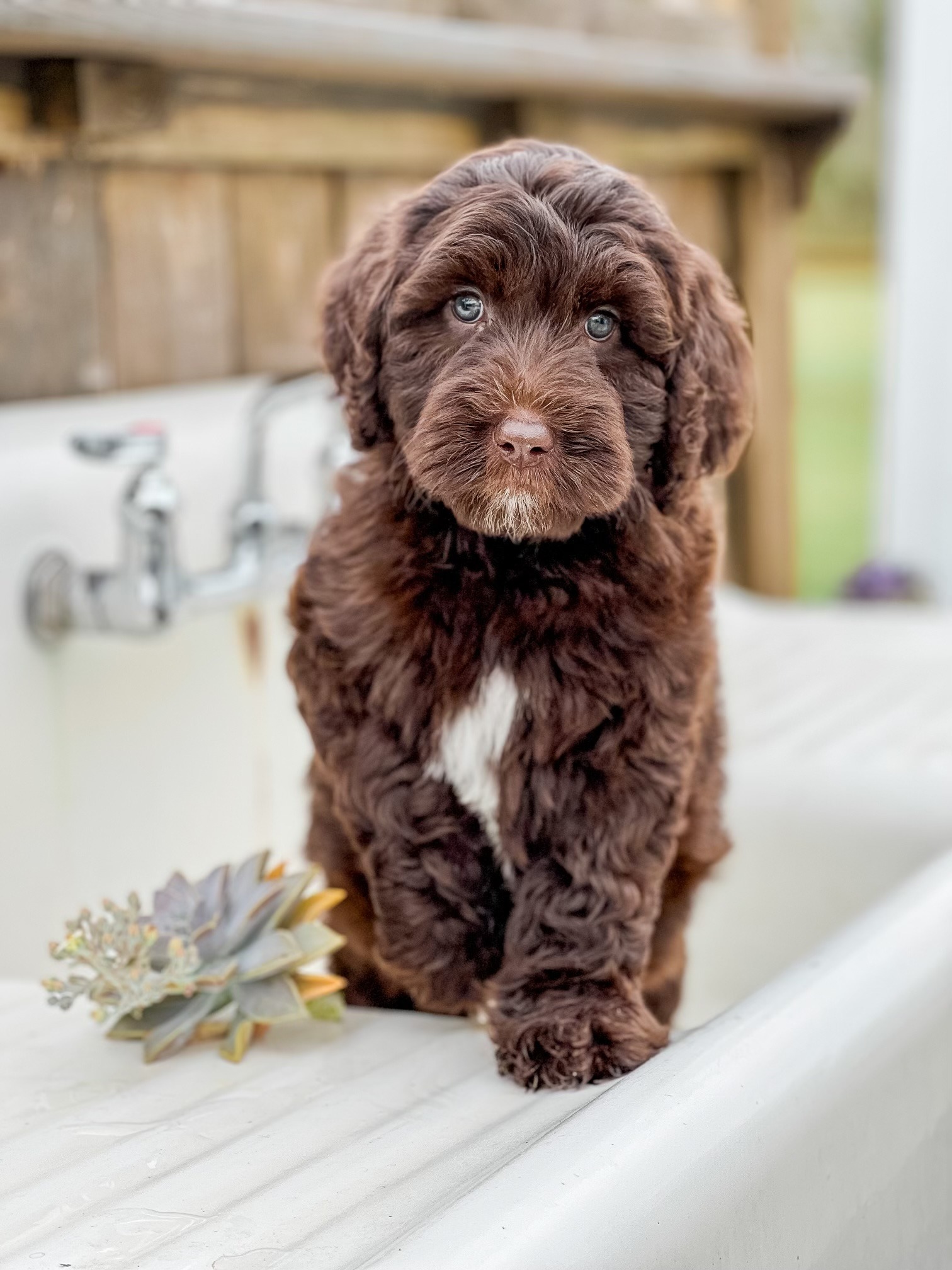 Smeraglia's Teddy Bear Goldendoodles & Schnoodles Facebook ad