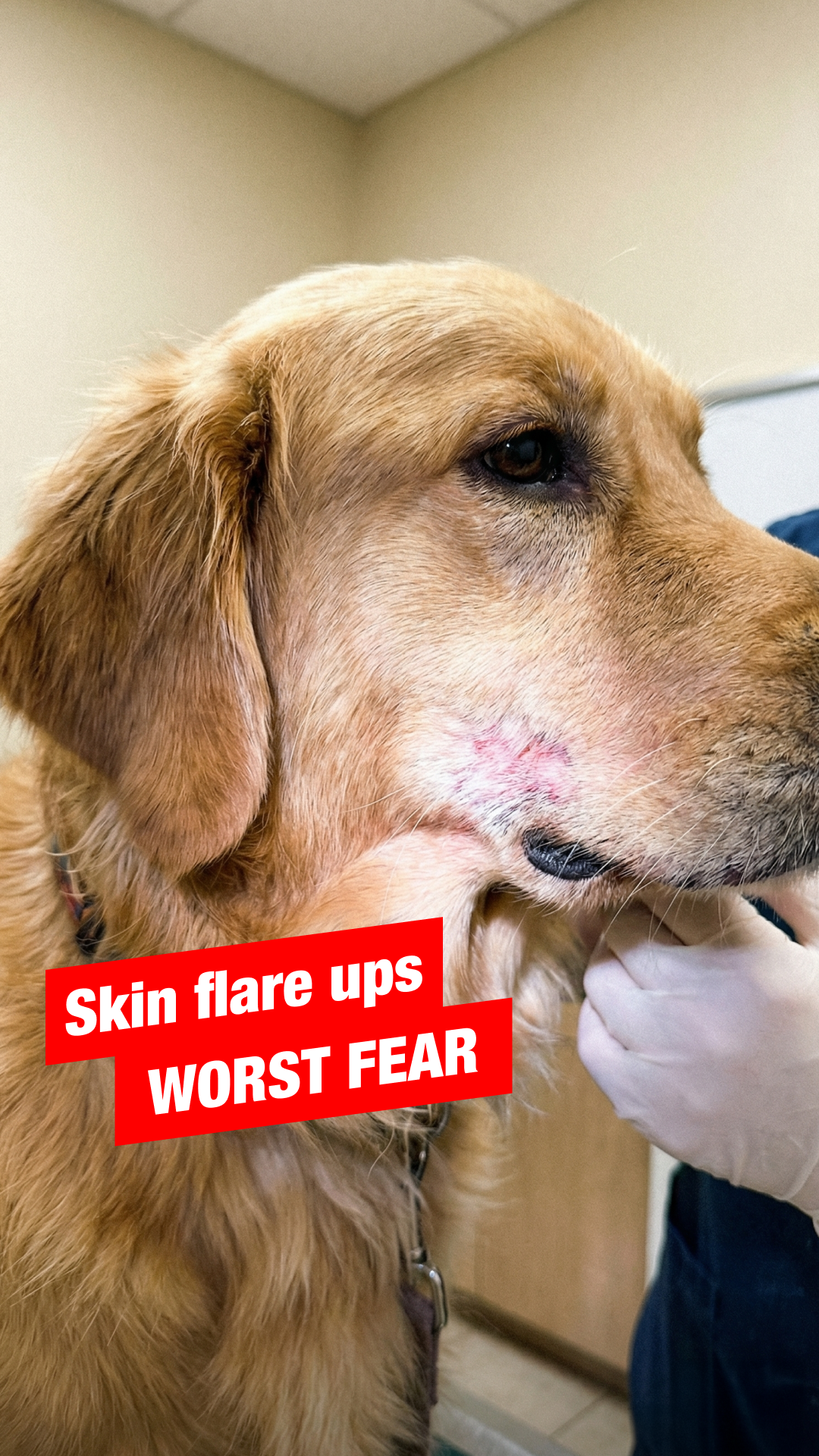 Everyday Pet Health Facebook ad