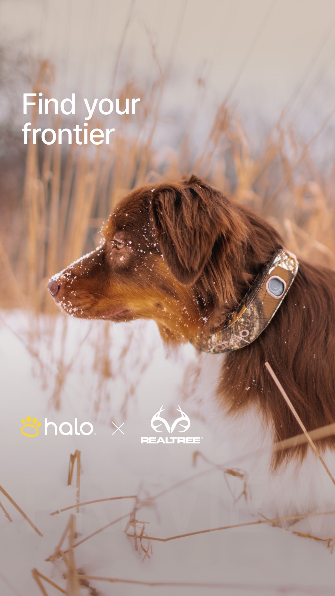 Halo Collar Facebook ad
