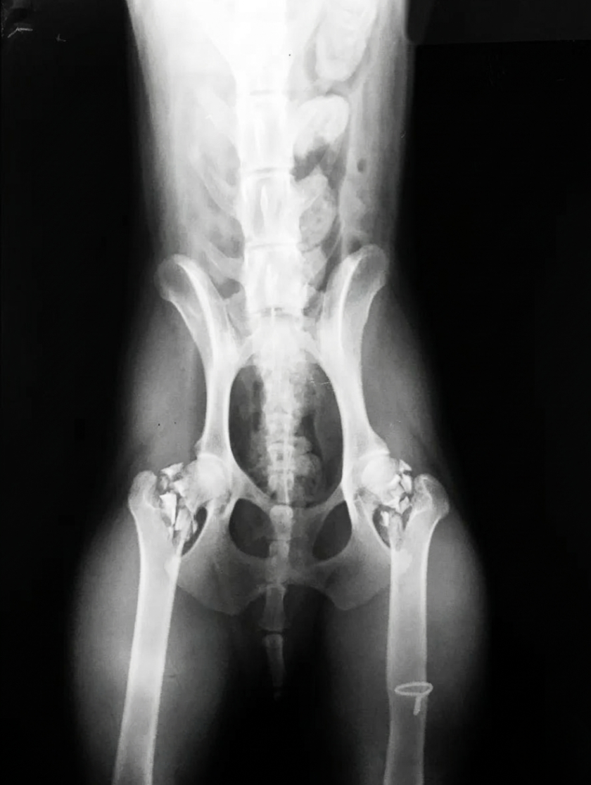 Sophie's DaiIy BIog Post Facebook ad: Read this if your dog has Arthritis