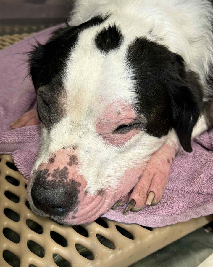 Whitmore Animal Hospital Facebook ad