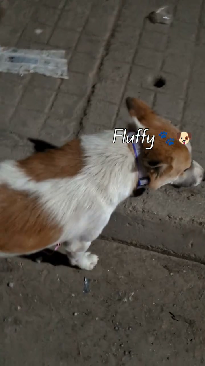 Pawsitivity Facebook ad: Smart Reflective Collar, Keep Your Dog Safe & Visible
