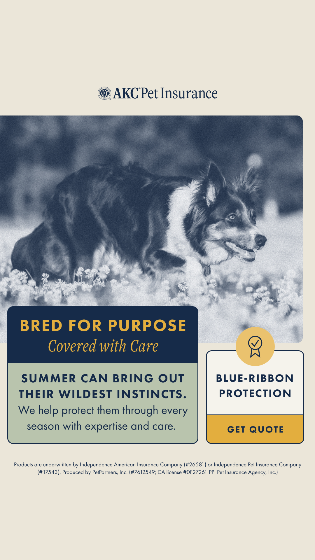 AKC Pet Insurance Facebook ad from Jul 29, 2025