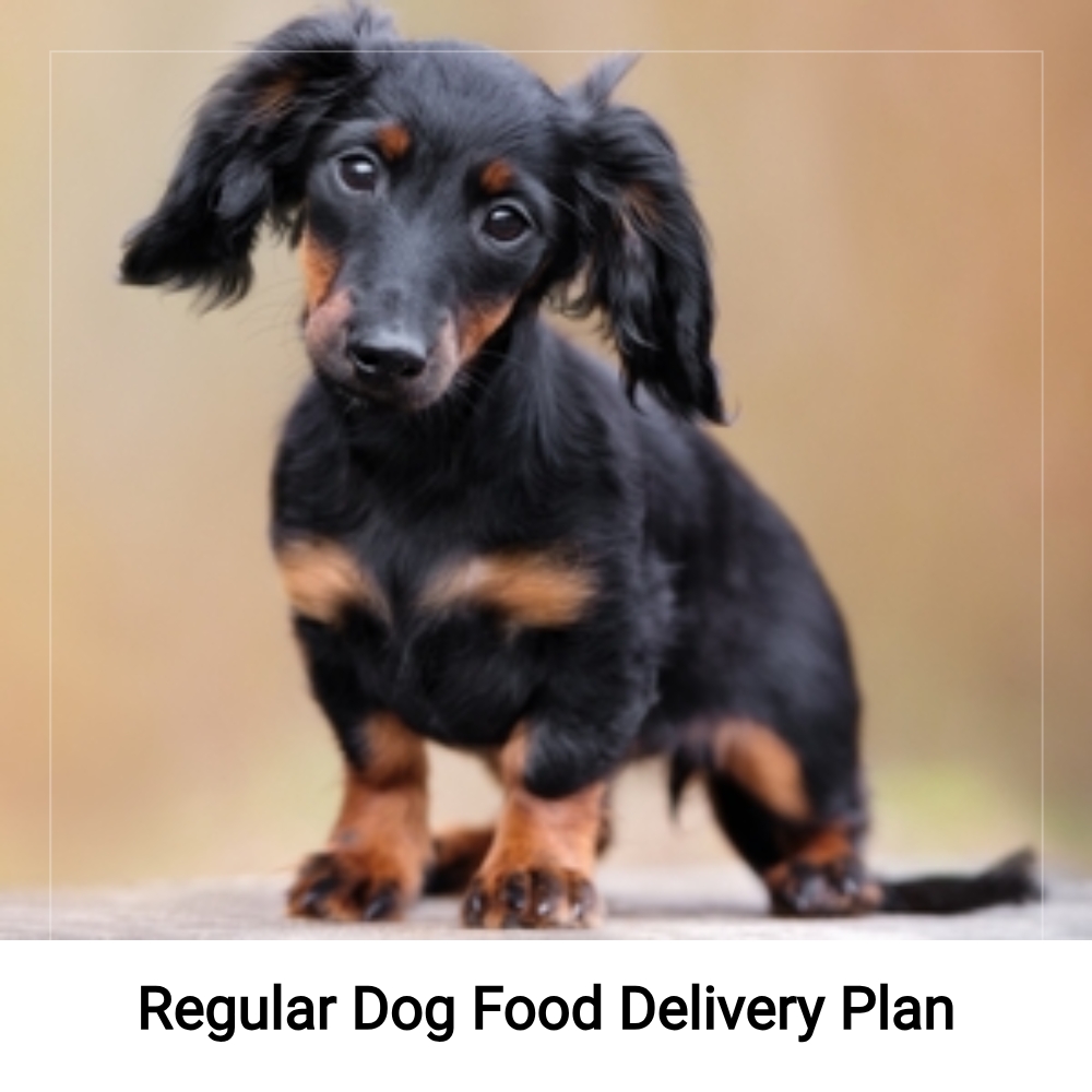 ExploreAnswers Corridor Facebook ad: Ever Tried A Regular Dog Food Delivery? Find Out More.