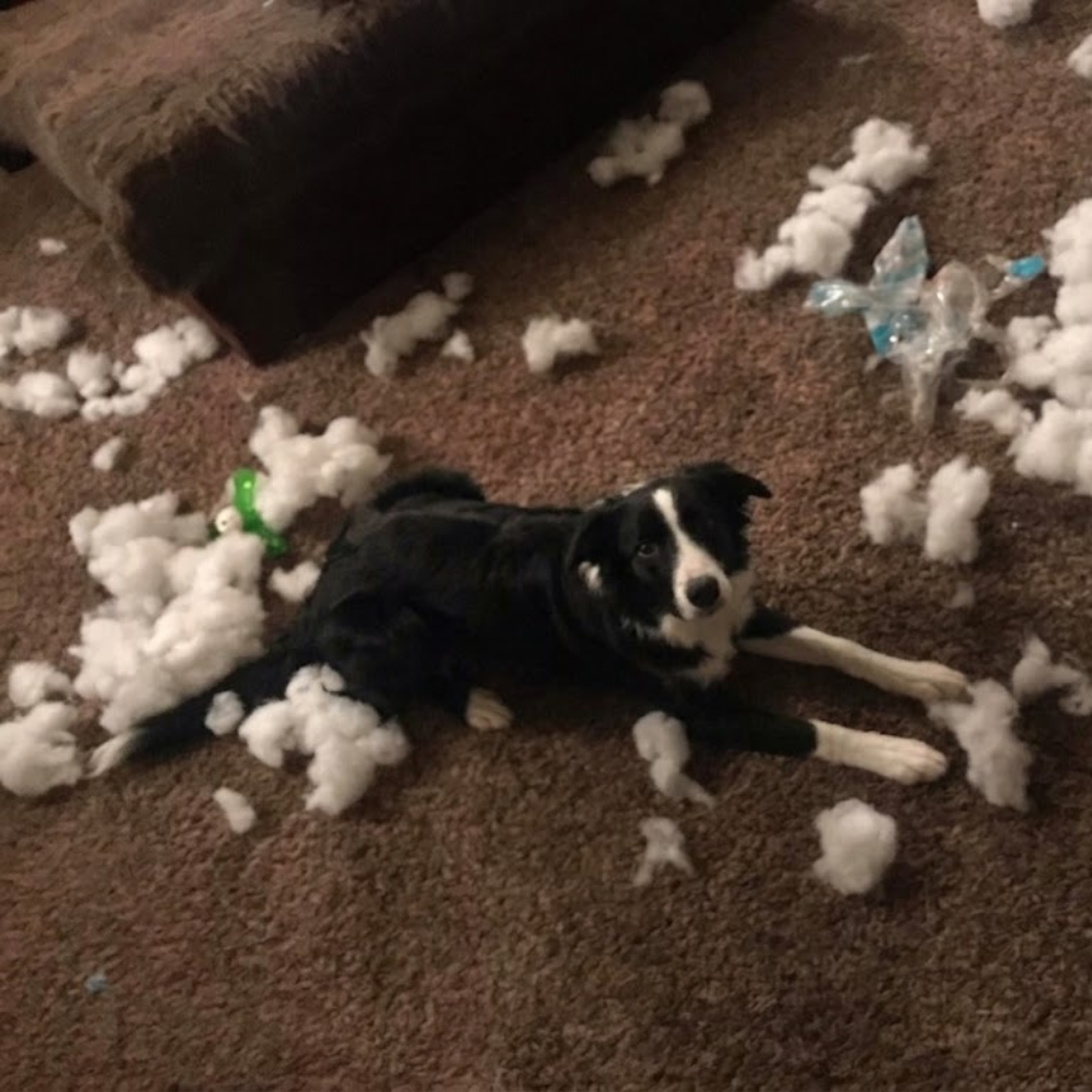 Sharon H. Facebook ad: Read this if your Border Collie is destructive.