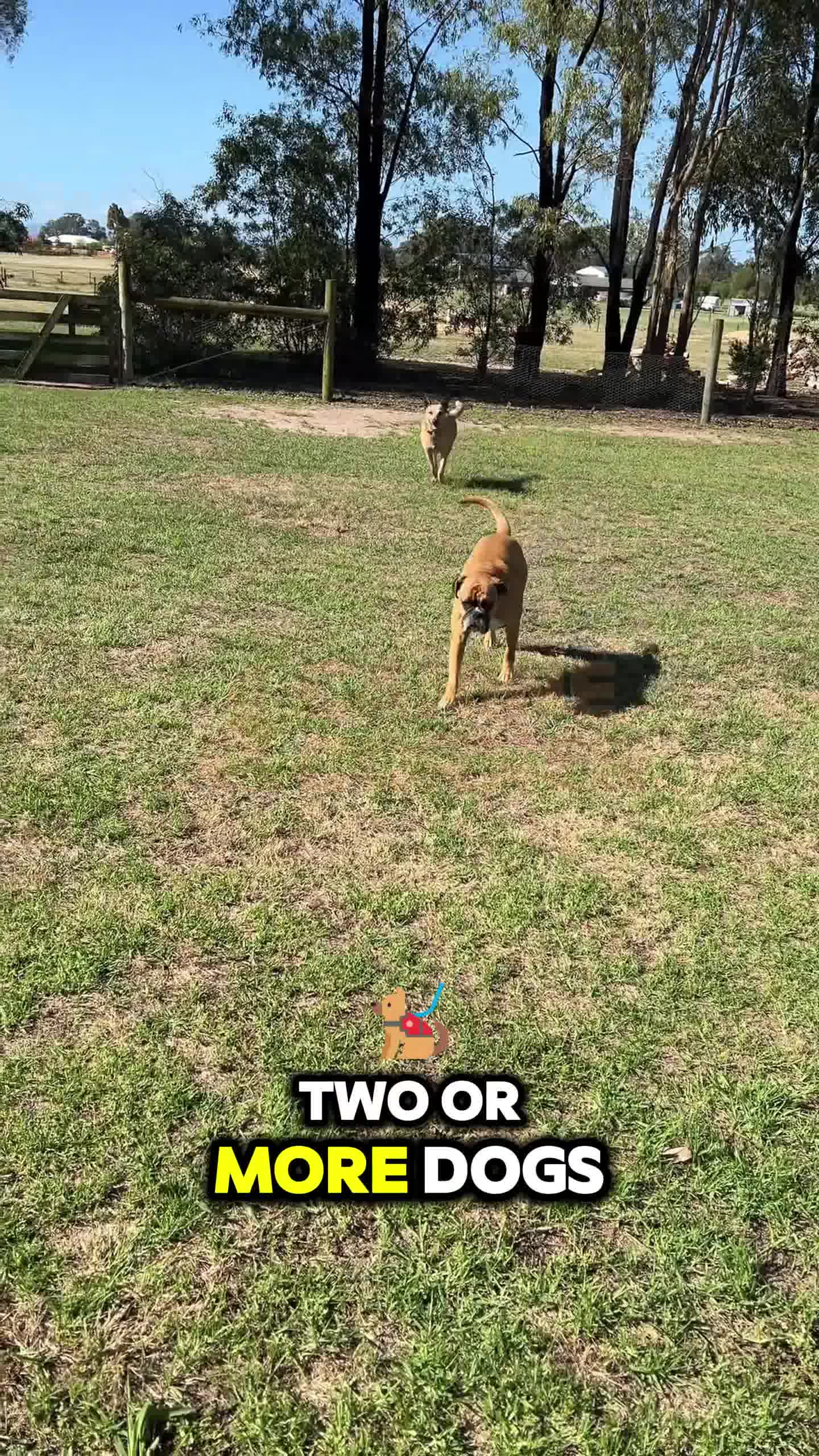 Canine Corner Australia Facebook ad: Automatic Bark Control Solution