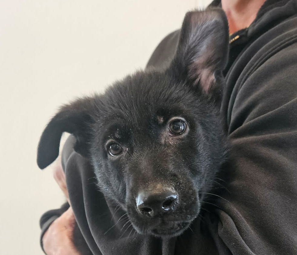 Hirten Bray Hugel, #German Shepherd Dogs Facebook ad: Sunday pupdate! Pups at 10 weeks old.