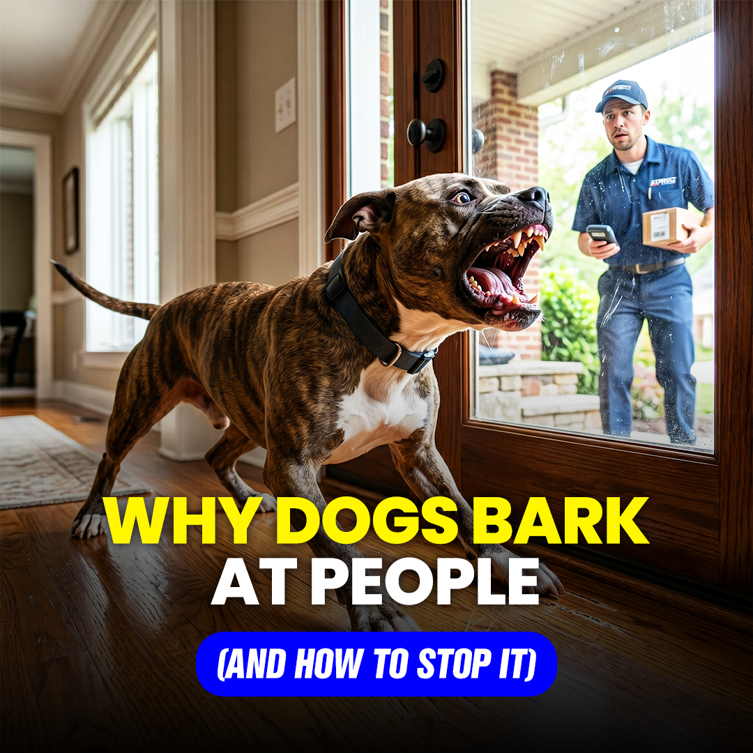 Mike James Dog Training Facebook ad