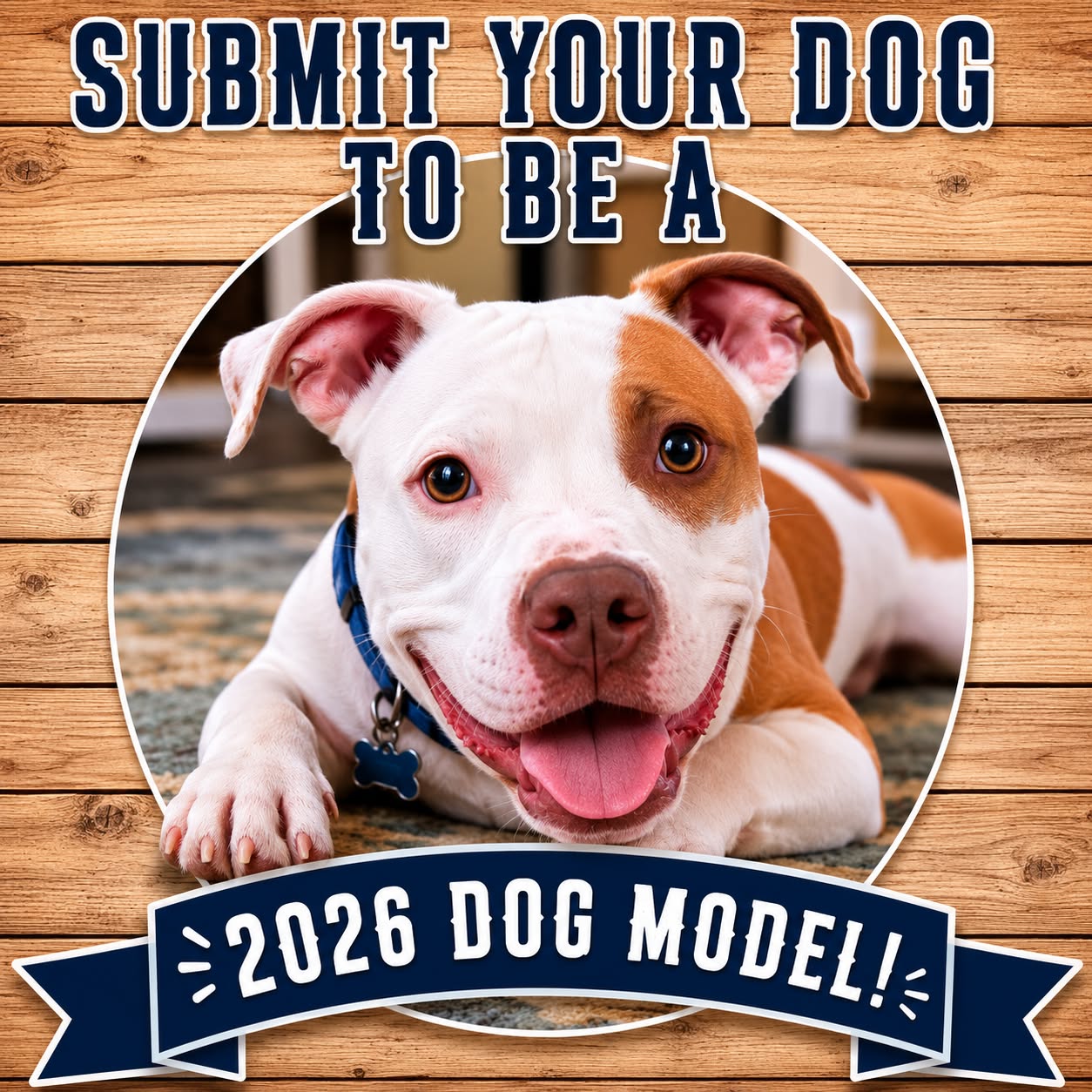 Pawidols Facebook ad: Your Pet Could Be a Calendar Star!
