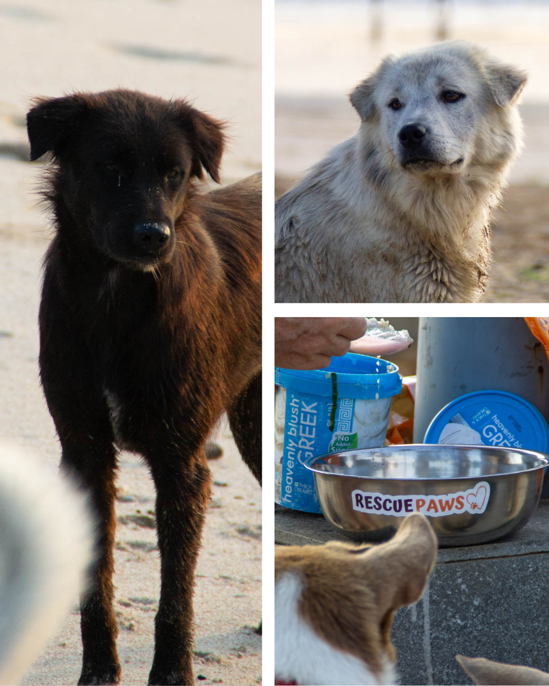 Rescue Paws Facebook ad
