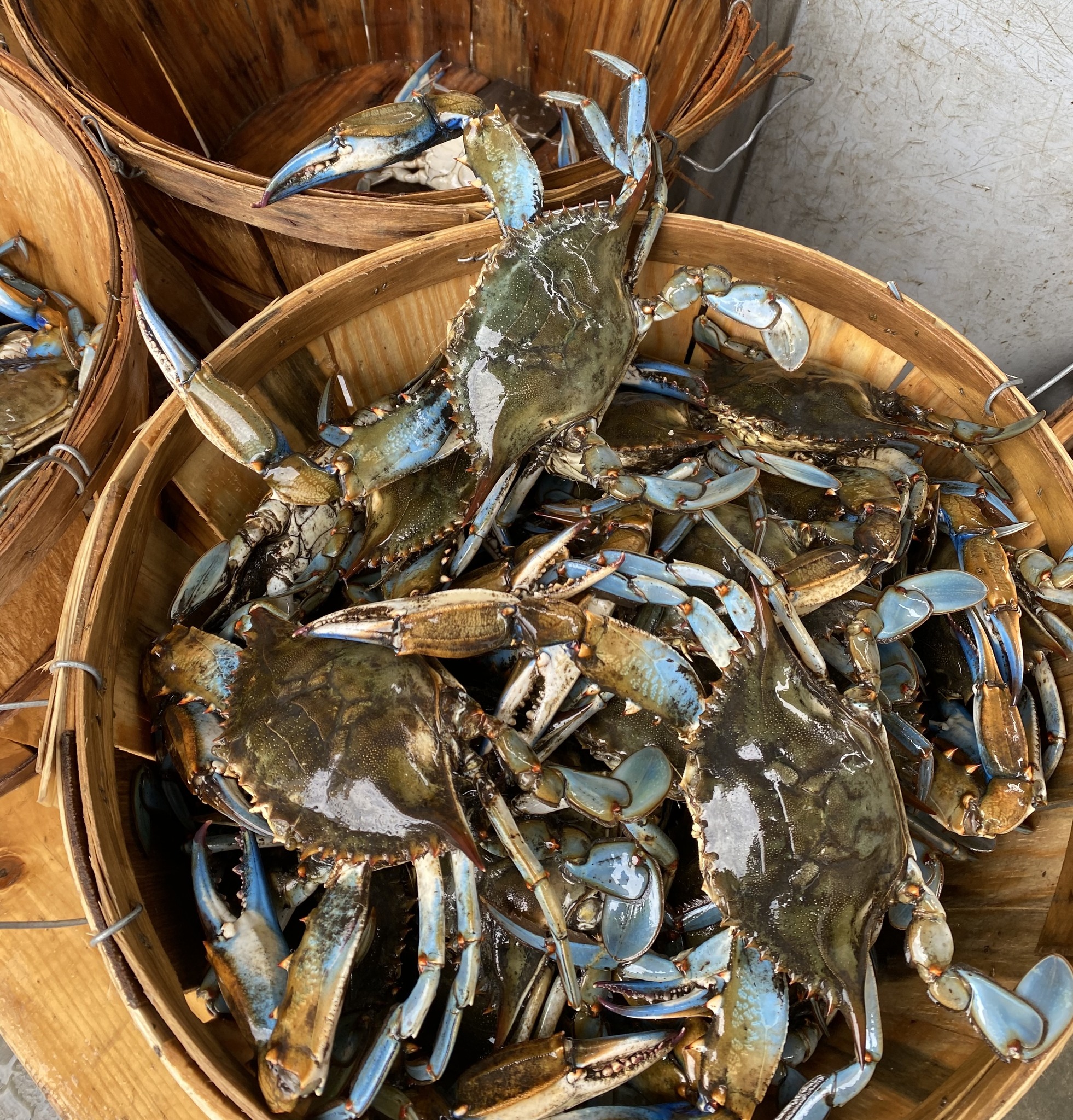 Mr. Bill's Fresh Seafood Facebook ad: Fresh Seafood Year-Round | Mr. Bill's Seafood