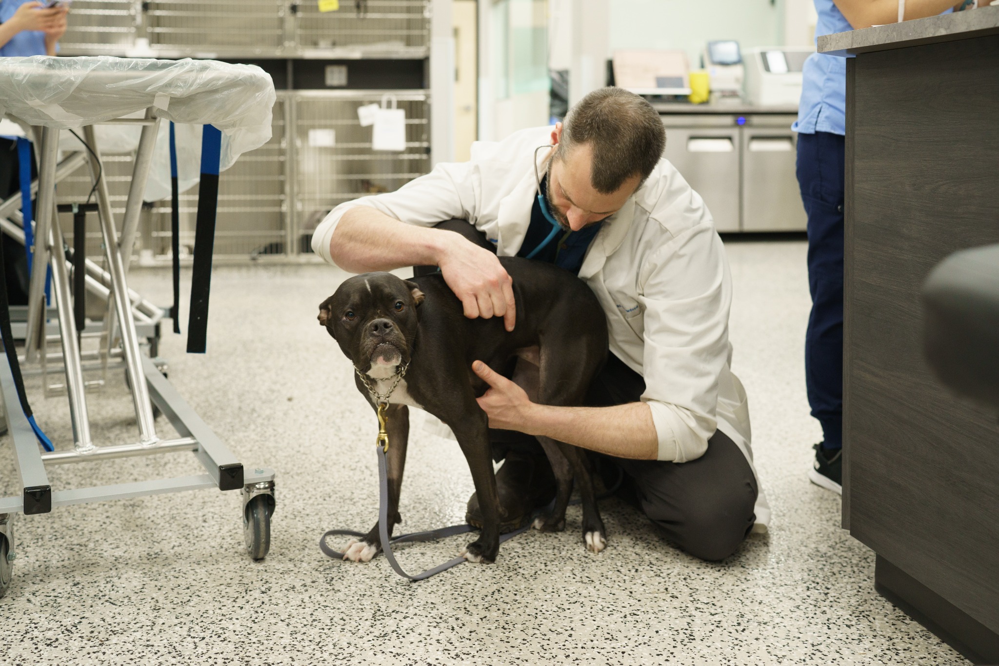 Boundary Bay Veterinary Specialty Hospital Facebook ad