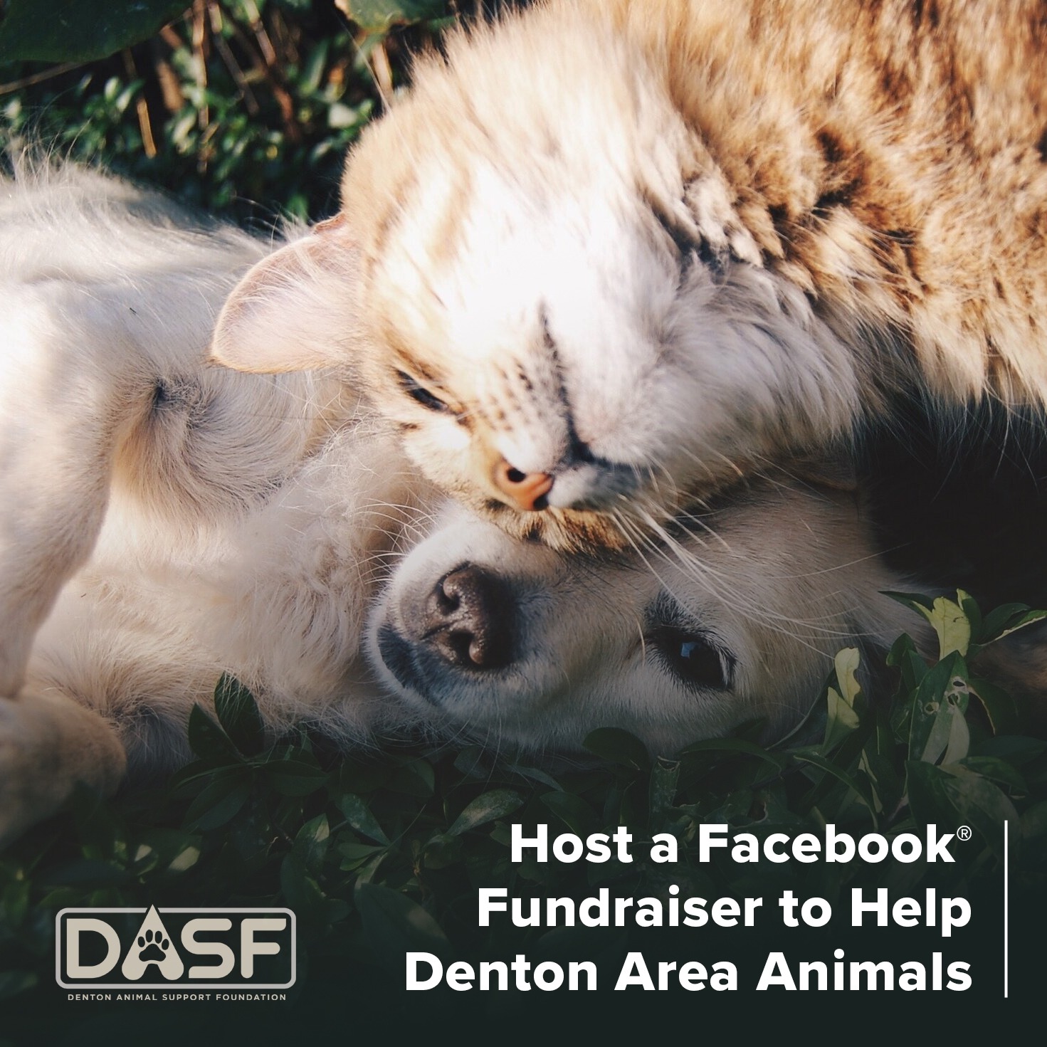 Denton Animal Support Foundation Facebook ad from May 10, 2024