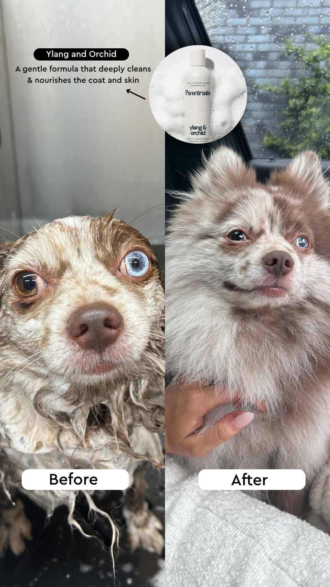 Pawtrait Dog Salon Facebook ad